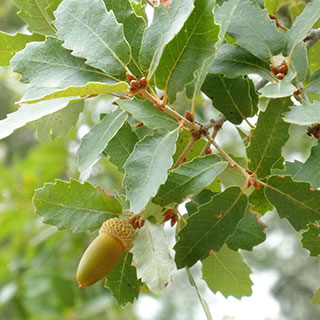 Roble zen, roble canario